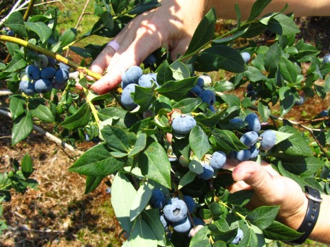 Highbush blueberries